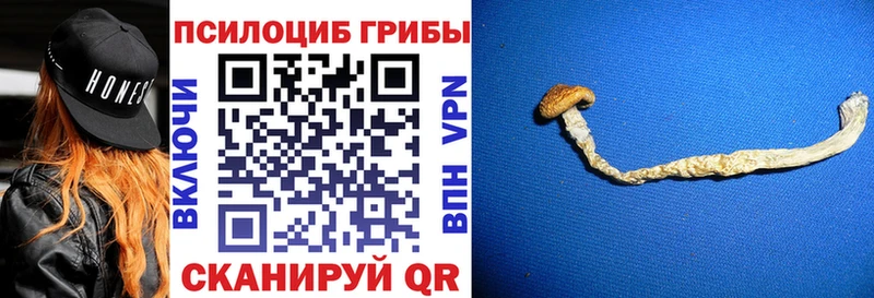 Псилоцибиновые грибы Psilocybe Комсомольск-на-Амуре
